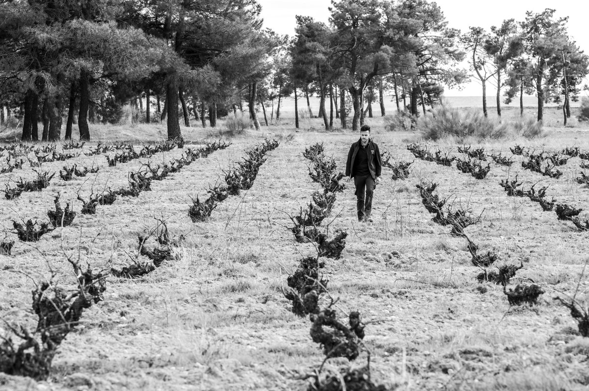 ¿Qué es el frío para unas cepas que han visto casi 200 años de heladas?🤔¿Un invierno más? Esperando el inicio de un nuevo ciclo. 💪