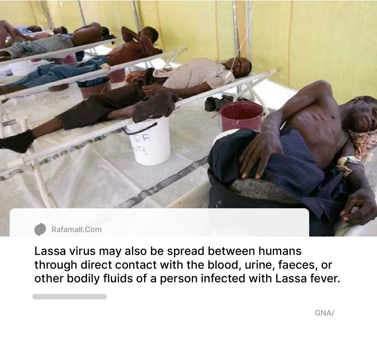 How Does Lassa Fever Virus Spread 
Read more: news.rafamall.com 

#GHS 
#LassaFever