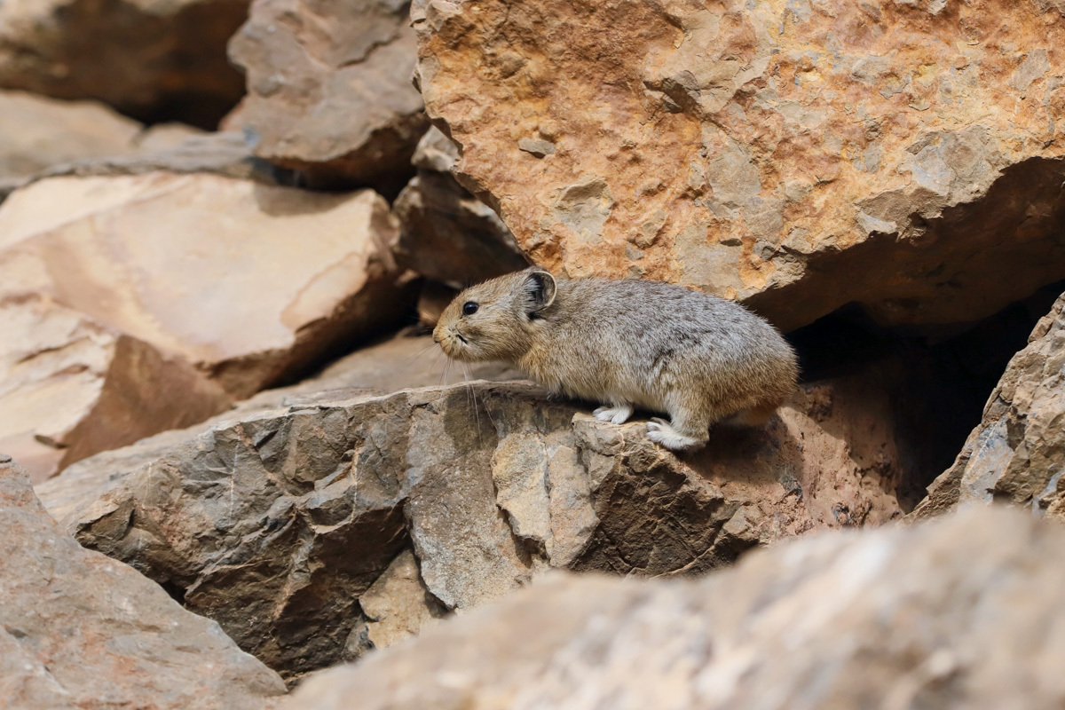 Beijing Daily on Twitter "On Feb. 28, the world's most endangered