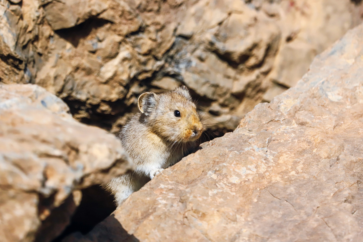 Beijing Daily on Twitter "On Feb. 28, the world's most endangered