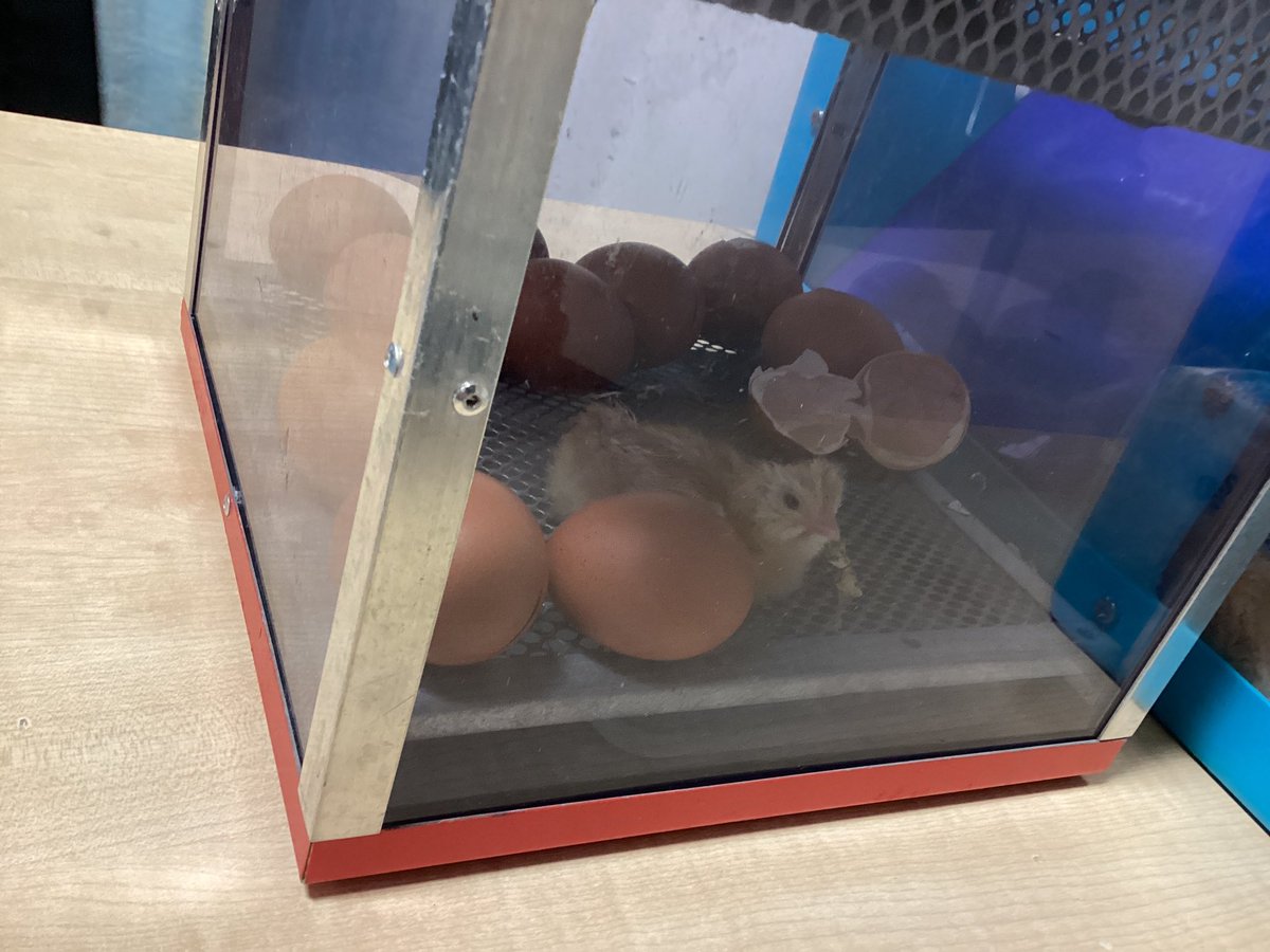 We have welcomed our first chick this morning. The children are all very excited and are now thinking of a name for him\her.