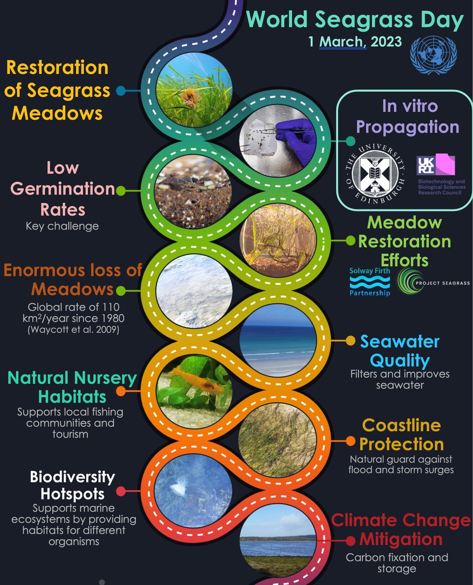 It's #WorldSeagrassDay and we are celebrating the scientists in @InstMolPlantSci that are working on developing ways to propagate #seagrass in the lab, and in the community, supported by special #UKRI seed funding @FinchJenkinson @BBSRC @SBSatEd @Solwaytweets @ProjectSeagrass