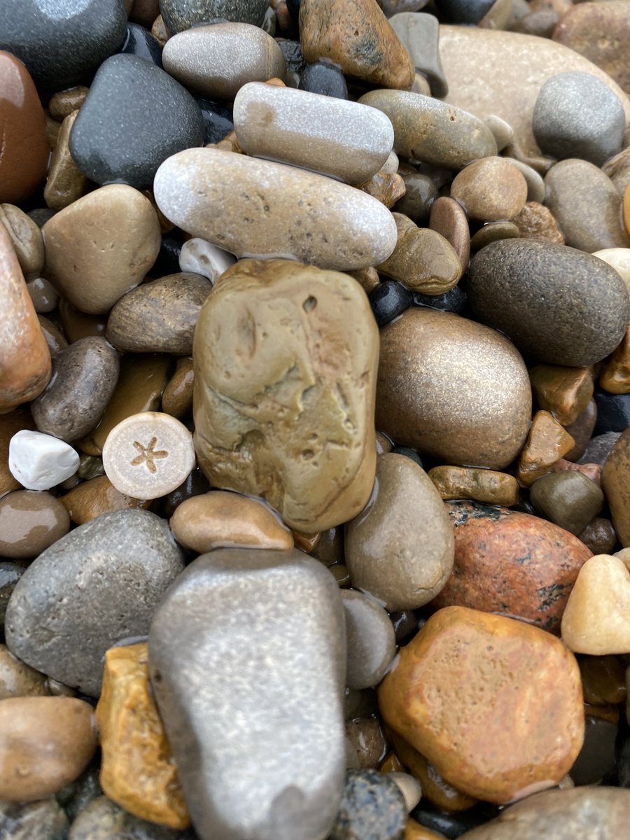 GemTreeRockShop's tweet image. #Crinoid #Echinoderms #TwitterNatureCommunity #ThePhotoHour #StormHour #Macro #LakeMichigan #GreatLakes #Beachcombing
