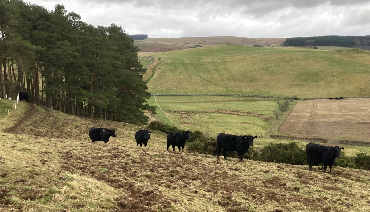 Growing cow herd are wintering away outside. They finished up deferred grazing on 15th Jan, and have gone onto ad lib silage 👍 Grass is starting to grow, will get them on their pre-calving rotation in the next 4 weeks. #outwintered #sucklers