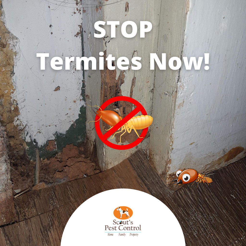 scoutspest1's tweet image. Nesting: Subterranean termites build their nests underground, usually near a food source. They will then build elaborate tunnel systems that damage your home.

Read the full article: Subterranean Termite Behavior
▸ lttr.ai/8pEY

#KnowingTermiteBehavior