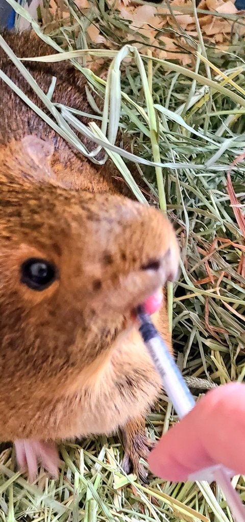 <a href="/michbro85/">Mich</a> <a href="/DailyGuineaLips/">Guinea Pig Lips 🏳️‍🌈</a> Enjoying my Vitamine C!