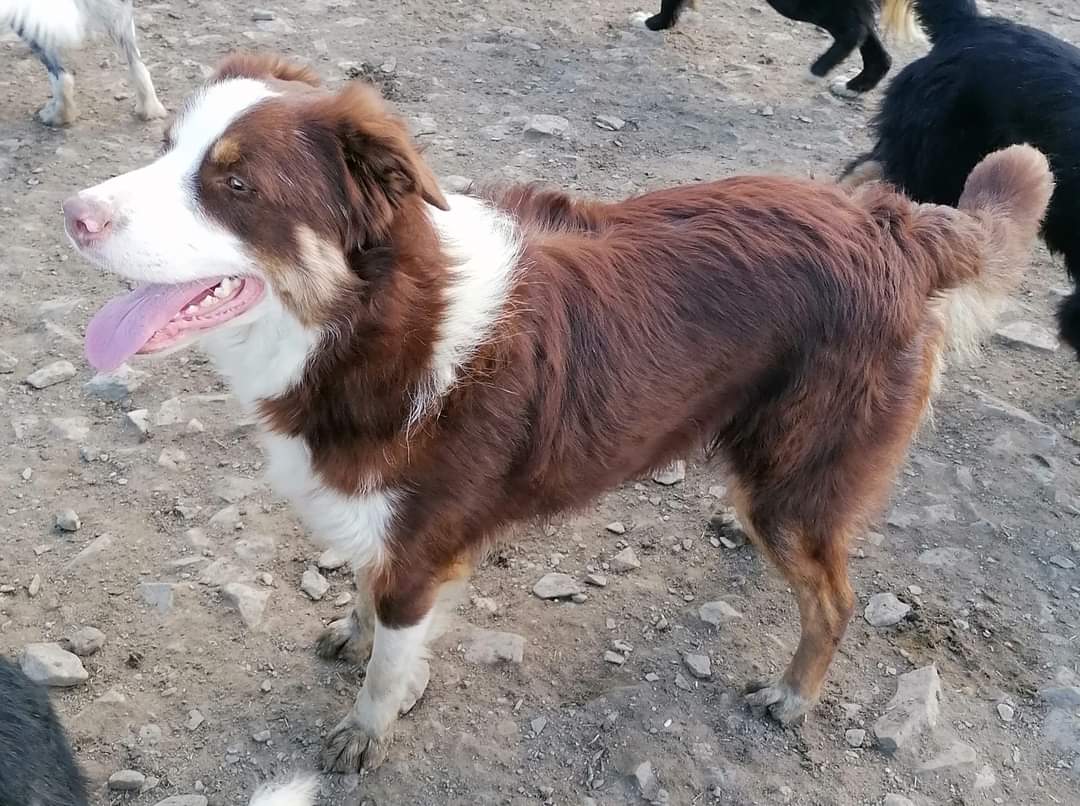 Hi 👋 

My name is BOB.

I am just over 1 year old.  I am a very happy go lucky boy and I heard Diane say I would make a brilliant obedience competition dog. I am very calm and would prefer a home that's quiet and steady. 

Can you help to find me one 🙏 

#ColliesOfTwitter