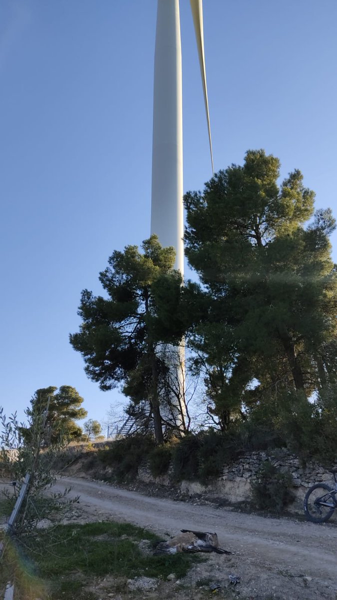 😱 Voltor mort sota un aerogenerador a la Granadella!!!