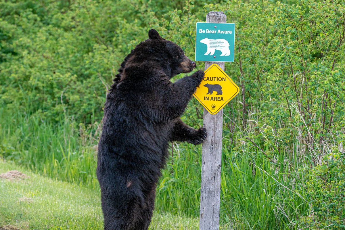 CWF_FCF's tweet image. 🎉 Congratulations to Stéphane Dépelteau for winning CWF’s Urban Interaction category in the #ReflectionsOfNature photo contest! Swipe to see the category runner-up &amp;amp; honourable mention! #CWFPhotoClub

📸 1: Stéphane Dépelteau | 2: Tony Dodge | 3: Paula Brown