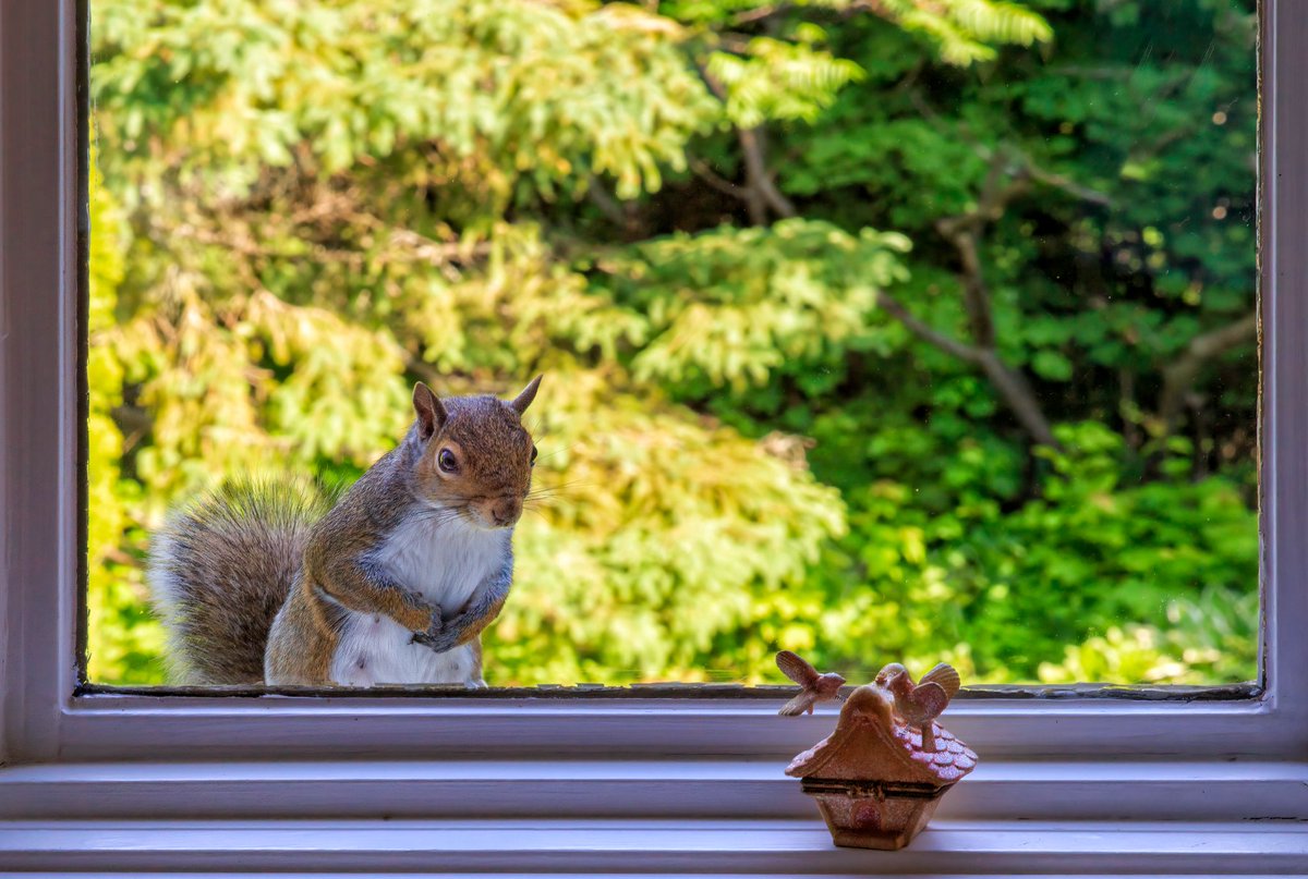 CWF_FCF's tweet image. 🎉 Congratulations to Stéphane Dépelteau for winning CWF’s Urban Interaction category in the #ReflectionsOfNature photo contest! Swipe to see the category runner-up &amp;amp; honourable mention! #CWFPhotoClub

📸 1: Stéphane Dépelteau | 2: Tony Dodge | 3: Paula Brown