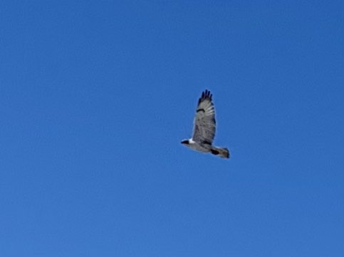 My running partner- always reminding me to stay tall and keep my eyes up.