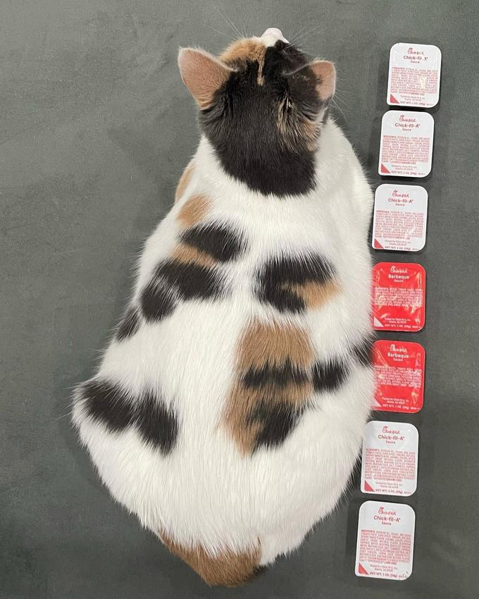 i think bout the cfa sauce cat more than i should