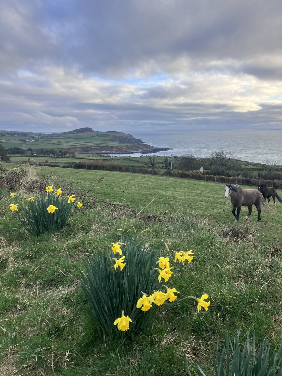 #StDavidsDay on the #isleofman  featuring #welshponies and #daffodils. 

#celticnations