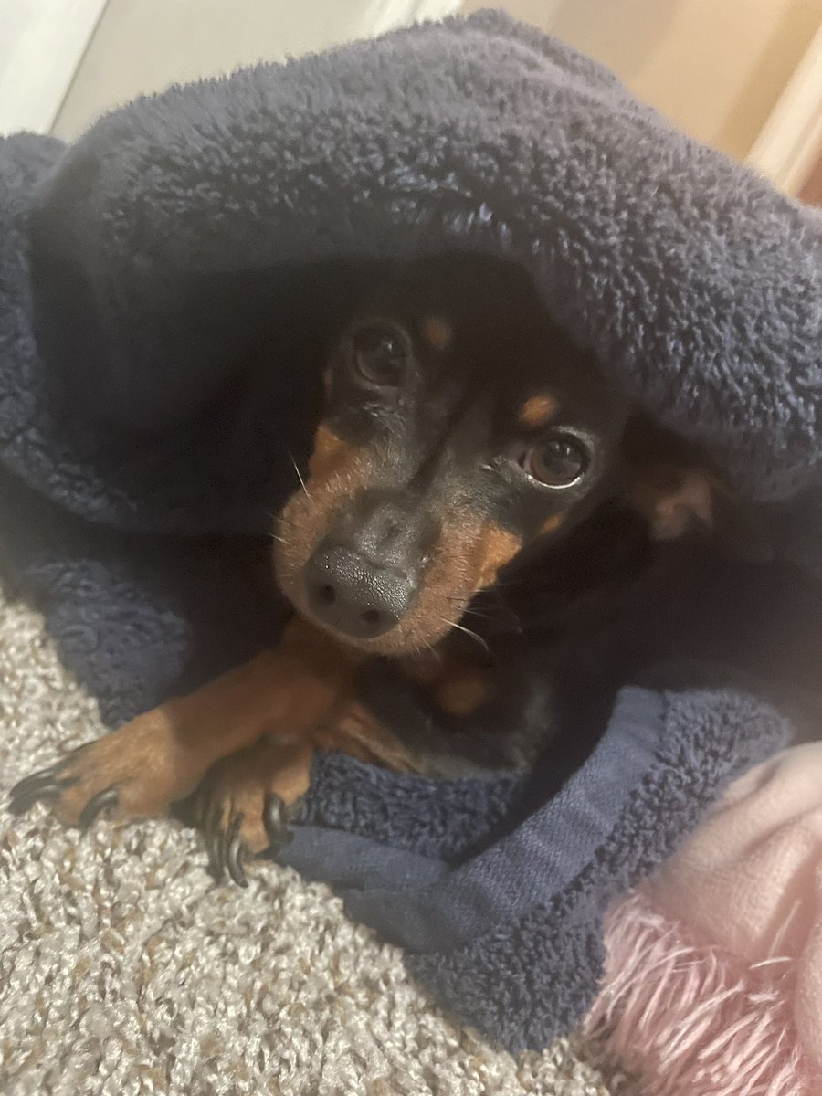 Brie (Stupid Twink) 🏳️‍⚧️ on Twitter "this is how i found my dog in my