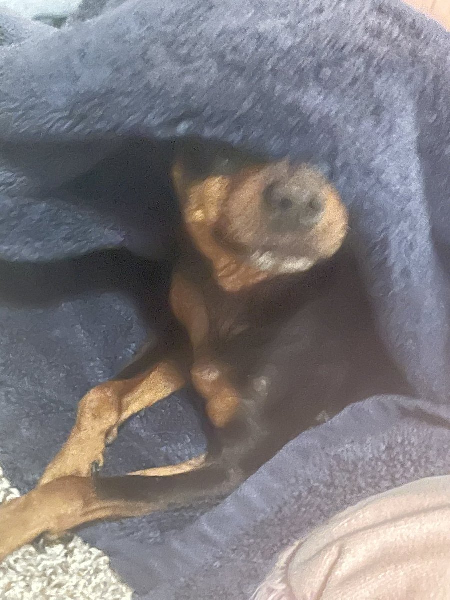 Brie (Stupid Twink) 🏳️‍⚧️ on Twitter "this is how i found my dog in my