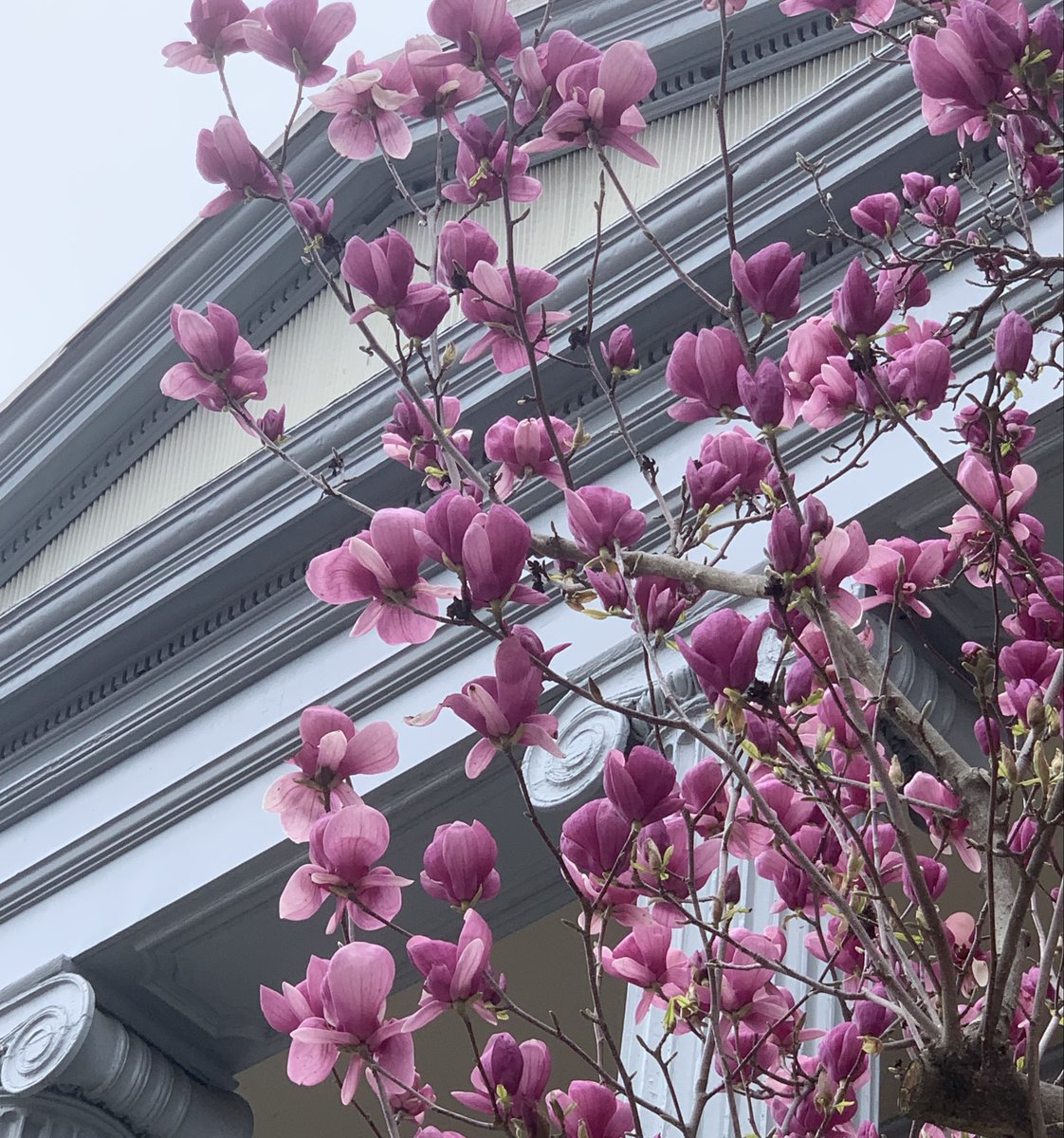 In the spirit of the UTO Lenten Gratitude Challenge, we share this wonder of creation that blooms forth each year at Mayo House. UTO is offering daily text messages during Lent. Sign up here:    unitedthankoffering.com/lent/  #DioVA #episcopal #UTOGratefulLent