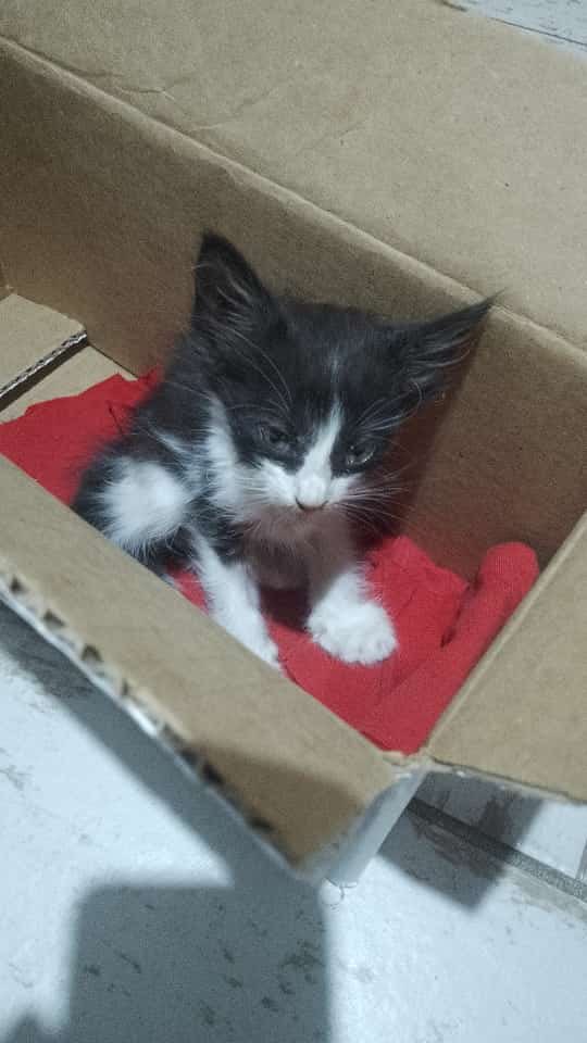 hogardegatos's tweet photo. ALIAS RÁPIDO : michihouse

Cbu BBVA francés :   0170005340000017482891
Titular Leiva Lucas. 

Cbu Mercado pago : 0000003100061828770485
Alias Mercado pago : HOGARDEGATOS https://t.co/rPdr8mcKeJ