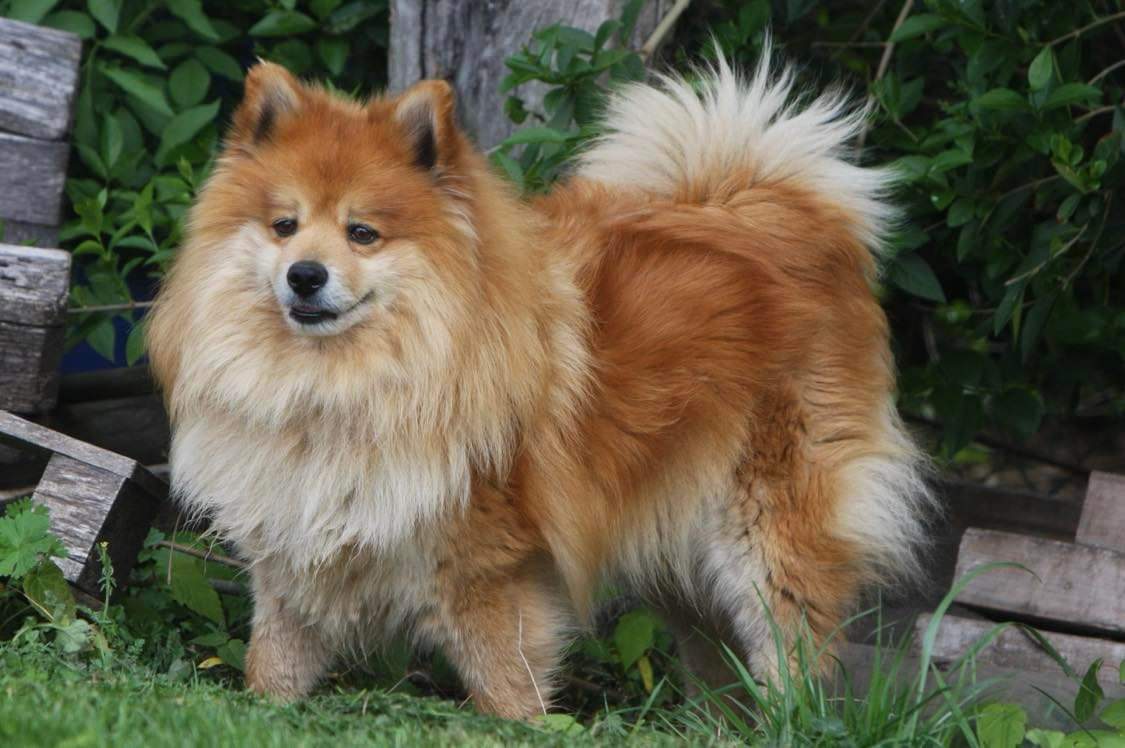 Bon j'en viens à partager ça ici aussi

⚠️ Ça fait 2 jours que nous n'avons plus de nouvelles d'Happy, notre Spitz Allemand ⚠️

Il a été vu pour la dernière fois à #SaintSauveur (village près d'#Amiens ) 

RT svp surtout si vous êtes du coin 😭🙏

#chienperdu #Petalert