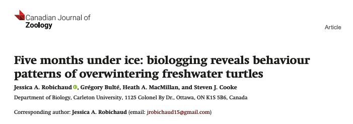 My FIRST first author paper is officially published!🥳

Five months under ice: biologging reveals behaviour patterns of overwintering freshwater turtles is out now in Canadian Journal of Zoology!

Have you ever wondered what turtles do in the winter?? Well let me tell you!