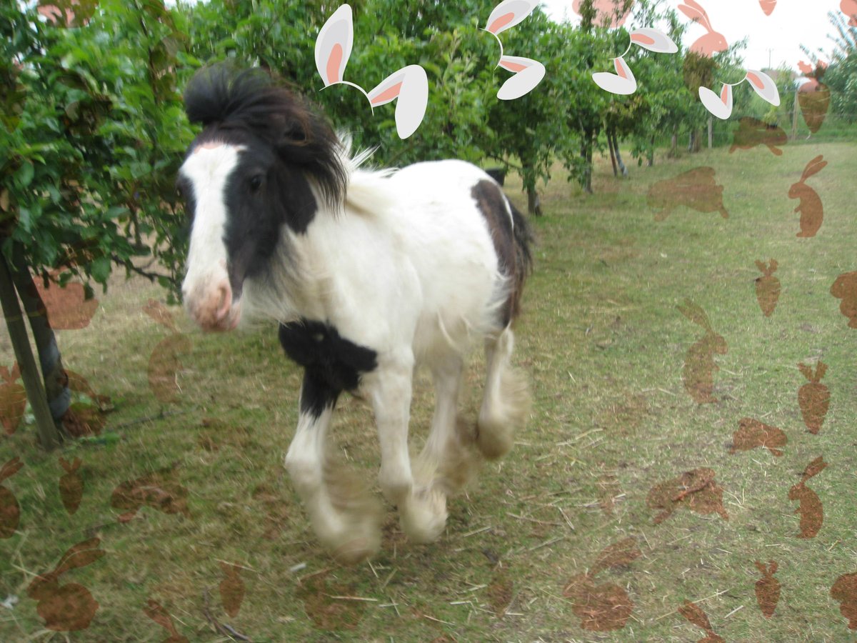 eggsypony's tweet image. I&apos;m late I&apos;m late for a very important date. 
Late wishing you all a happy 1st of March, 
late wishing you  a happy #StDavidsDay Dydd Gŵyl Dewi, 
late wishing you a happy 1st day of #MeteorologicalSpring 
and  I do hope you remembered to say &quot;Rabbits rabbits rabbits&quot;