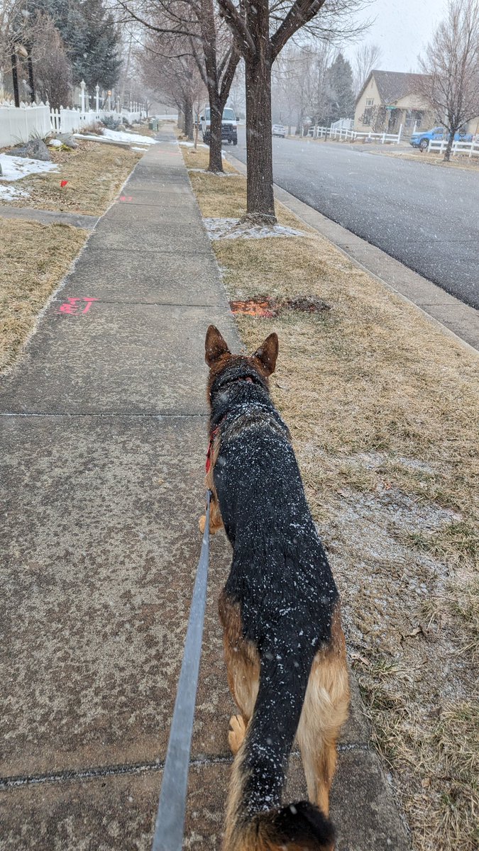 HeidiTown's tweet photo. The weather went to shi* while we were on our hour walk.
#cowx #notfun #sickofsnow https://t.co/AFa8fjIvQB