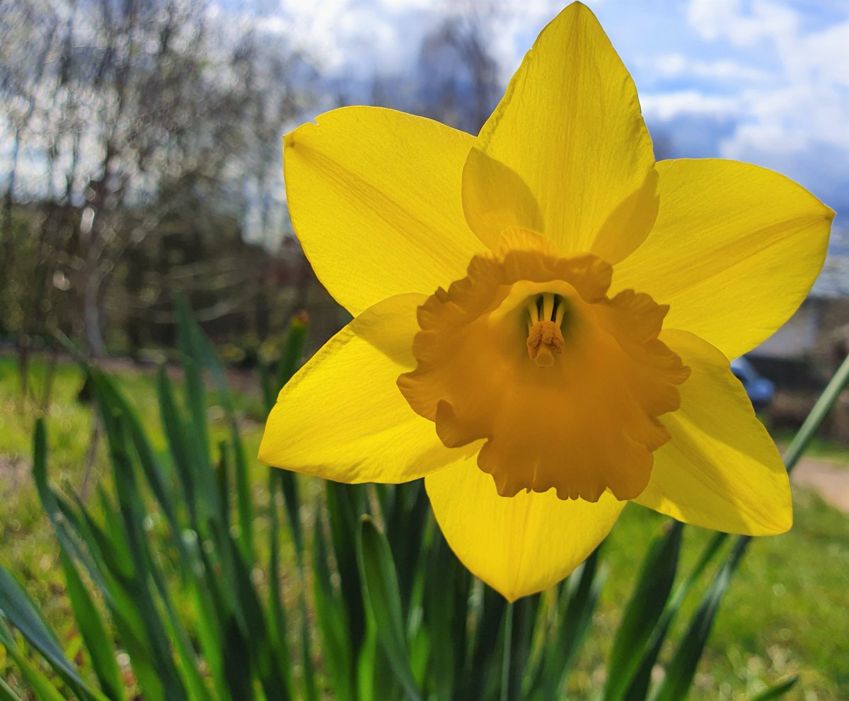 HARTResearch's tweet image. 💛🌿🏴󠁧󠁢󠁷󠁬󠁳󠁿Slightly belatedly wishing happy  #MeteorologicalSpring #DyddGŵylDewiHapus #StDavidsDay #1stMarch to all 💛🌿🐇🐇🐇 @sjholt50 @VenetiaJane @ProfessorFlying @LisaMSutch @christinedemar @DavidMariposa1 @chernorris #daffodil sunshine #wednesdaythought  🌞🌿🏴󠁧󠁢󠁷󠁬󠁳󠁿
