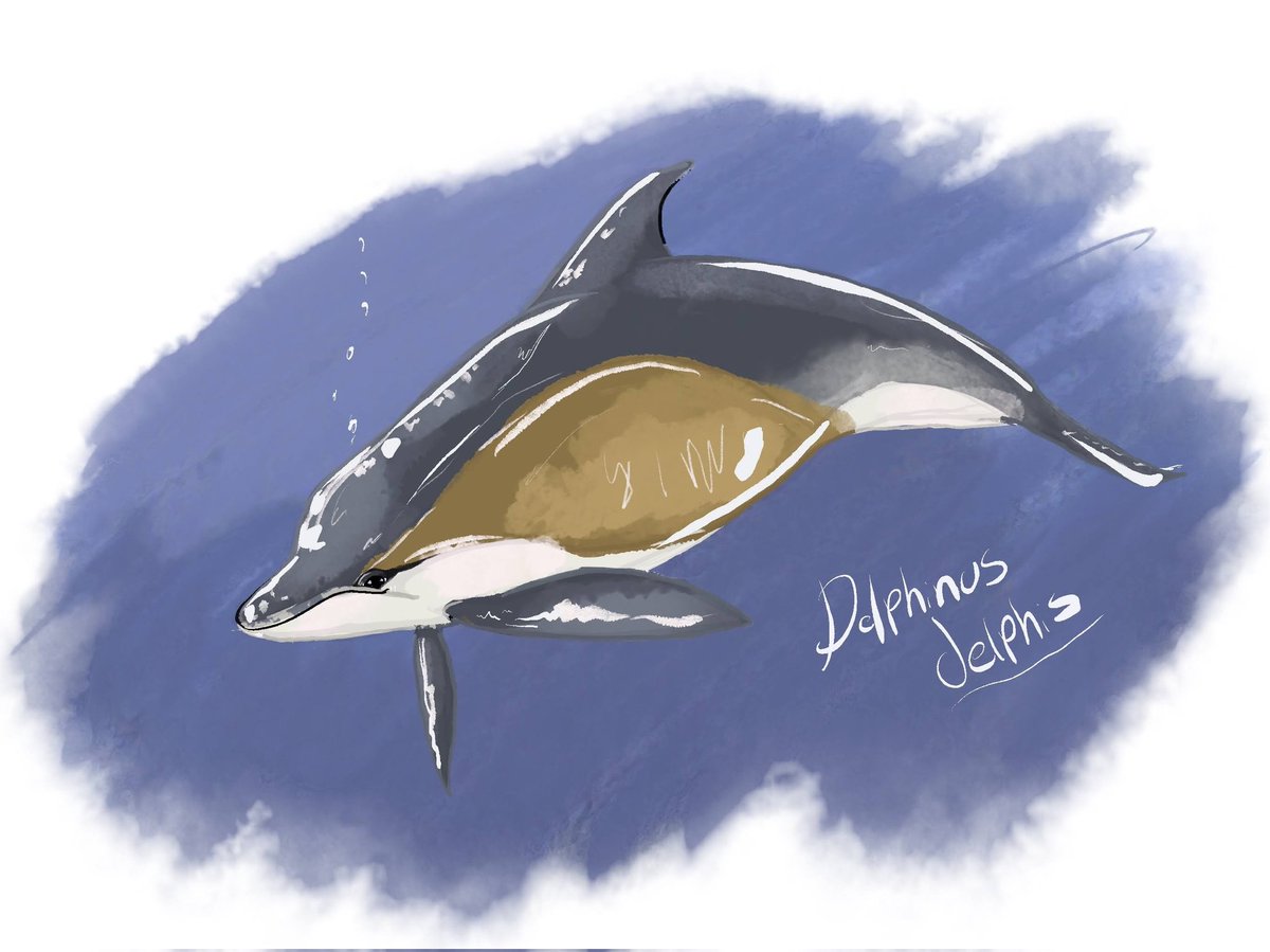 I've tried to do this before for #dolphinawarenessmonth .... So let's see if I do better this year 

1 #delphinusdelphis, Common Dolphin

Common dolphins are the most abundant cetacean in the world, with a global population of about six million.