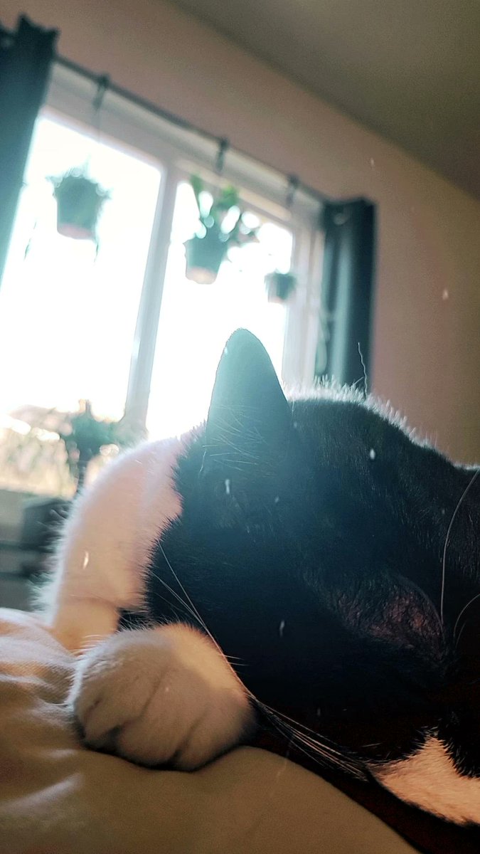 timcmua's tweet photo. My heart and soul 🤍🖤 https://t.co/JtTqwDtIN8