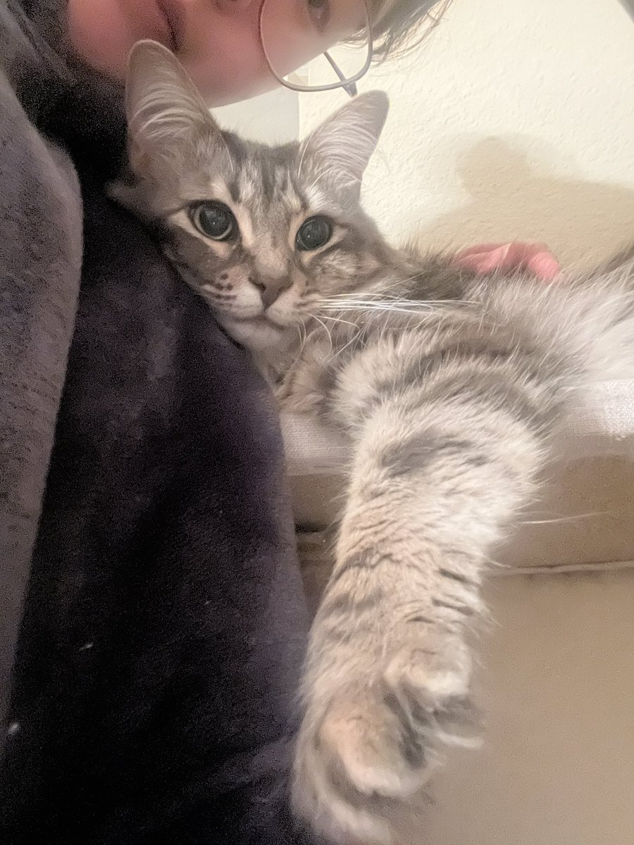 pommy48's tweet photo. My go to fun fact about myself is “I am obsessed with my cat”. I don’t have interesting hobbies outside of taking pebbles pics 🤷🏻‍♀️ https://t.co/RKc6AAmpWm