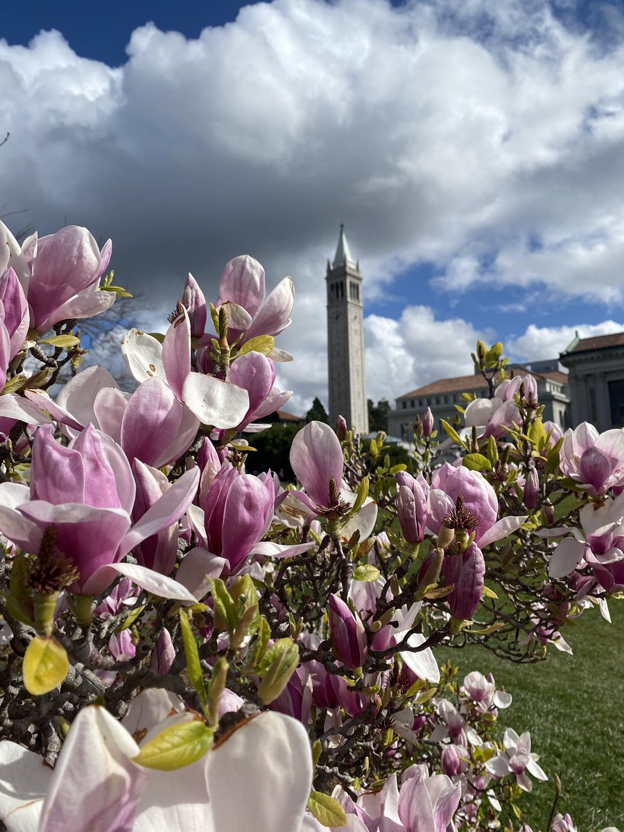 After lots of 🌧, a beautiful day on campus @UCBerkeley 🌸