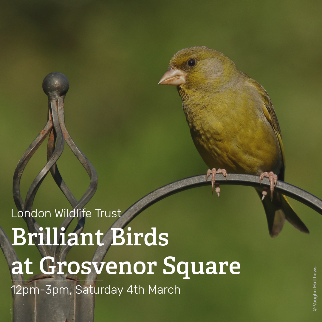 Looking for something to do this weekend?  Come and join @WildLondon on Saturday 4th March from 12pm-3pm in Grosvenor Square for their Brilliant Birds event to discover the birds that live in the city! 🐦 

Find out more here 👇 
bit.ly/3mjlLi0