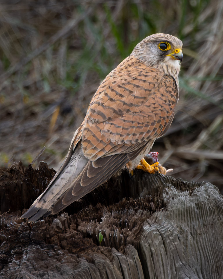 ChrisBournPhoto's tweet photo. Male Kestrel with kill
#kestrel #kentwildlife
#elite_raptors
#raw_allnature #pictas_wildlife #naturegang
#wildlifephotography #raw_wildlife #visual_allcreatures
#pictasanimals #animalgang
#birdphotography #raw_birds
#bbcwildlifepotd https://t.co/EaF22TXuCb
