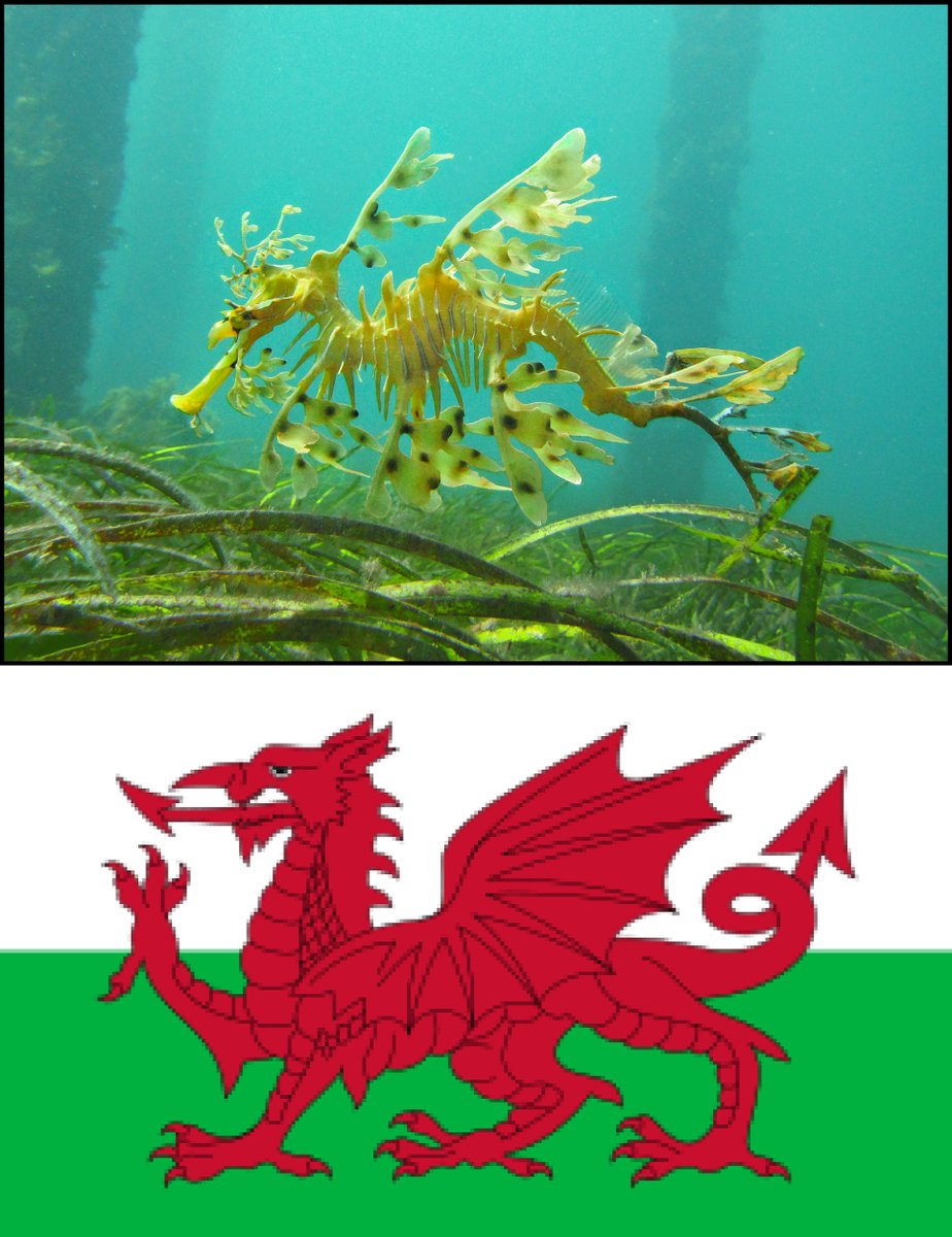 Happy #WorldSeagrassDay / St David's Day! Anyone growing up / living in Wales will know St David's words 'Gwnewch y pethau bychain' ('Do the little things'). My feed is full of little (but also big!) actions in support of Seagrass. From small seeds spring large meadows!