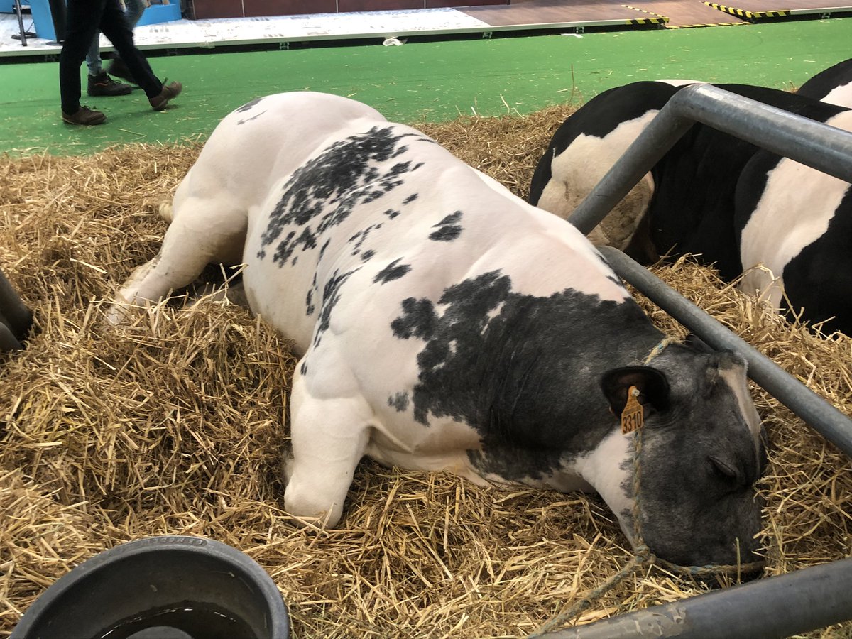 LudovicMesme's tweet photo. Fiers de notre agriculture #sarthe : 1er prix du gaec Souty avec sa pouliche de trait Kaline de la Motte. Félicitations à nos 3 éleveurs Ovins Bleu du Maine. Encouragements  à Wouter de Praeter en race Blanc Bleu :  concours demain pour sa vache qui se repose. Son nom : Splendide https://t.co/SBPWWszxu4