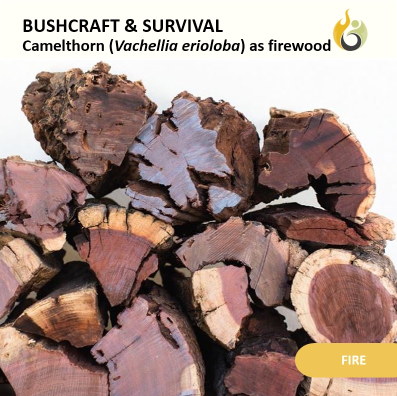 Bushguide101 tweet media