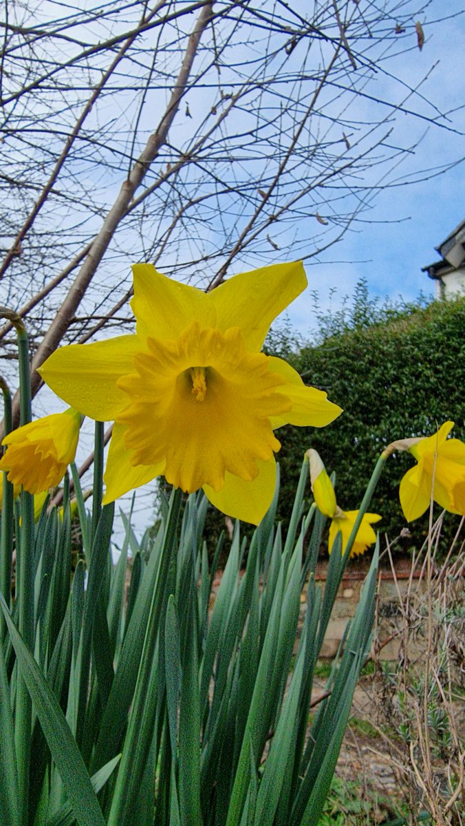 #HappyStDavidsDay and the #Daffodils are in bloom across #Wrexham today.