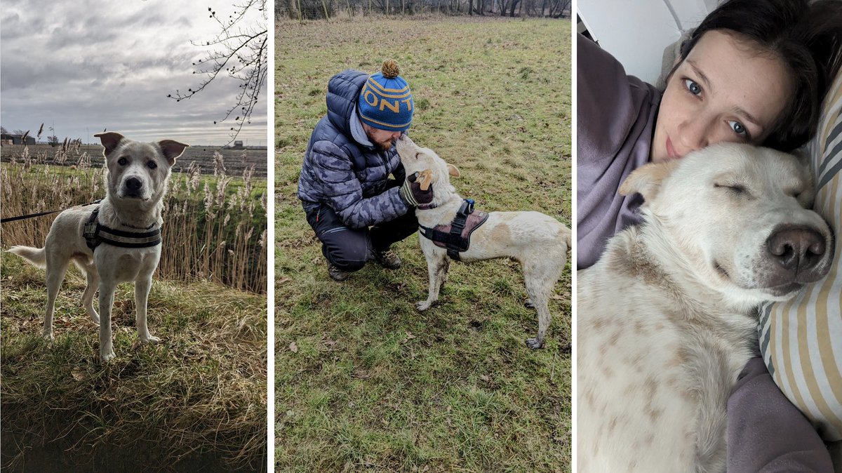 Dogs 4 Rescue on Twitter "FOMO dog Buddy is adopted 🥳🥳 Originally from Egypt he bounced around