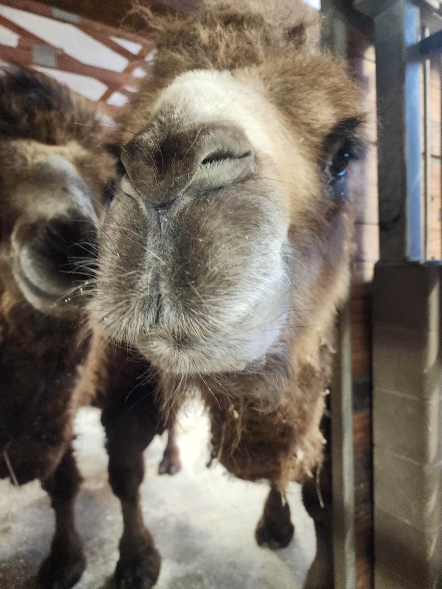 blankparkzoo's tweet photo. When you realize the week is halfway over! Happy #HumpDay from our favorite humps 🐫📷: Keeper Roy https://t.co/xo7kJQuffX