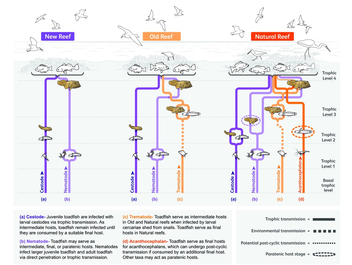 Now out in <a href="/ESAApplications/">Ecological Applications</a>:

Parasites indicate trophic complexity and faunal succession in restored oyster reefs over a 22-year period

doi.org/10.1002/eap.28…

#OpenData in <a href="/NOAANCEI/">NOAA NCEI</a> 

#ParasiteDiversity @CMooreFishes @AMHBlakeslee <a href="/emilyaedmonds/">Emily Edmonds</a> @theGCAmerica <a href="/GCAScholarships/">The Garden Club of America Scholarships</a>