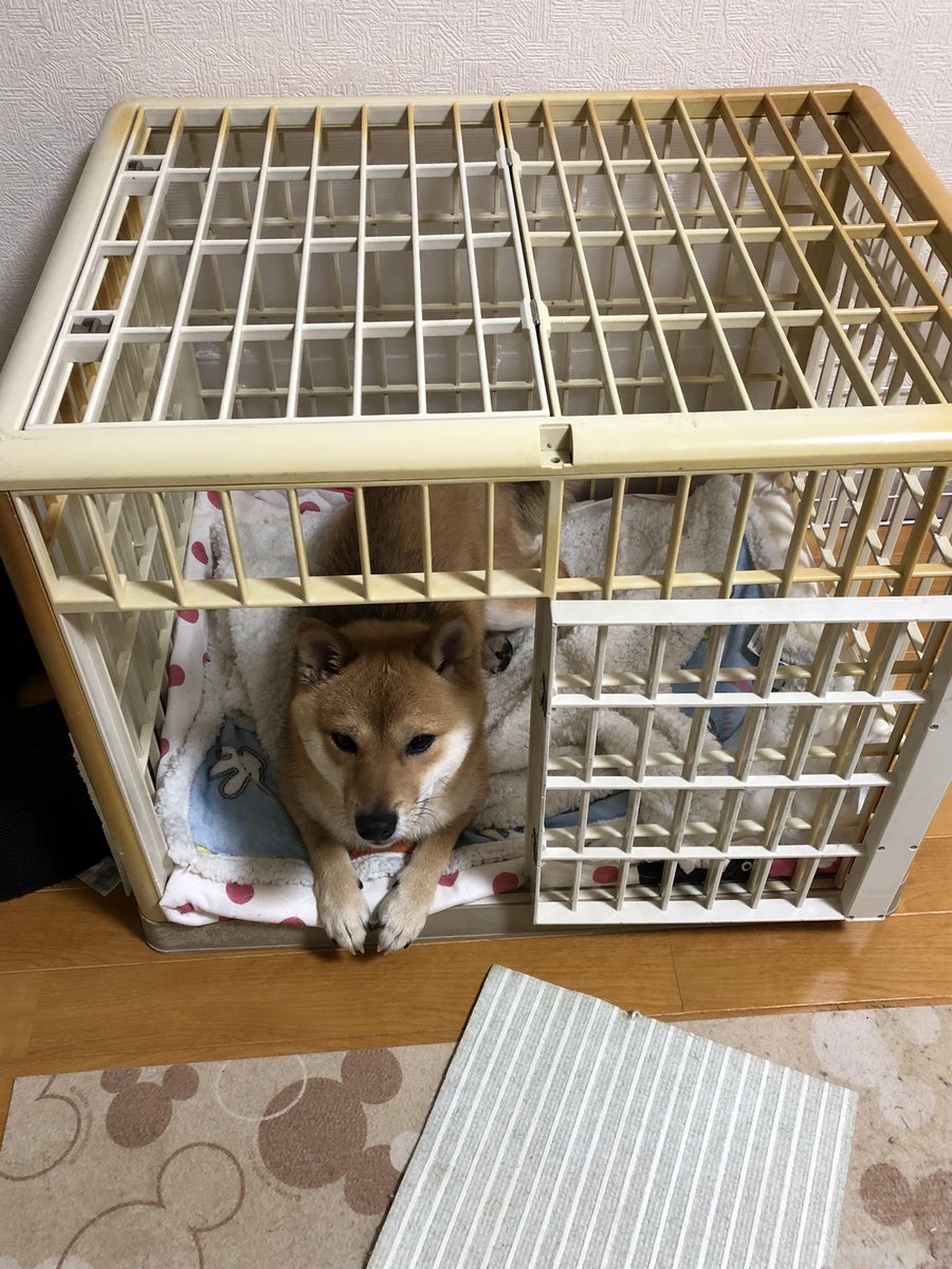 自分の家にいるコタロウ