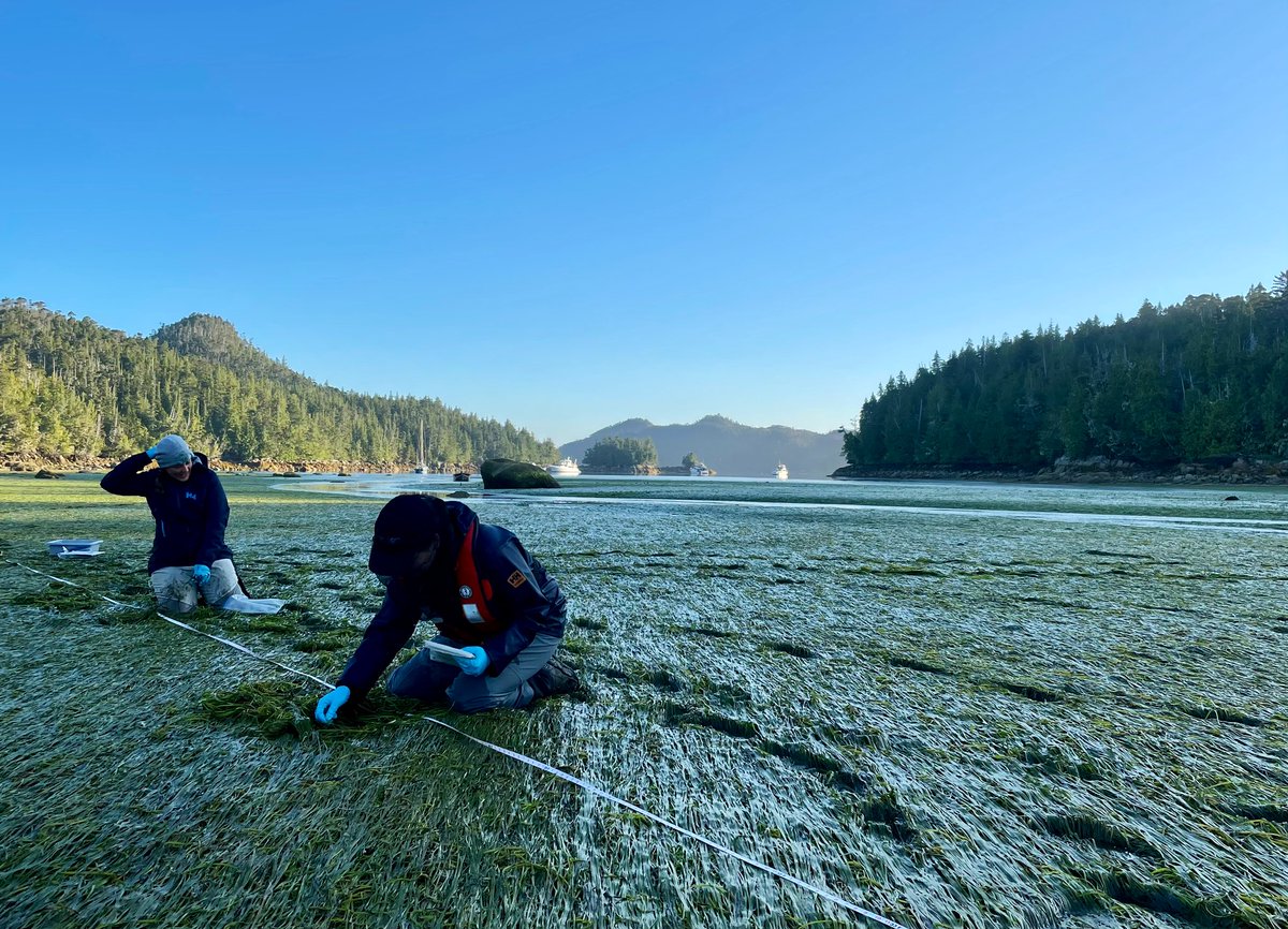 #WorldSeagrassDay 🌱

I enjoy every opportunity I get to work in these beautiful ecosystems! And enjoy seeing all the work being done in meadows around the world 🌎

#zosteramarina #eelgrass