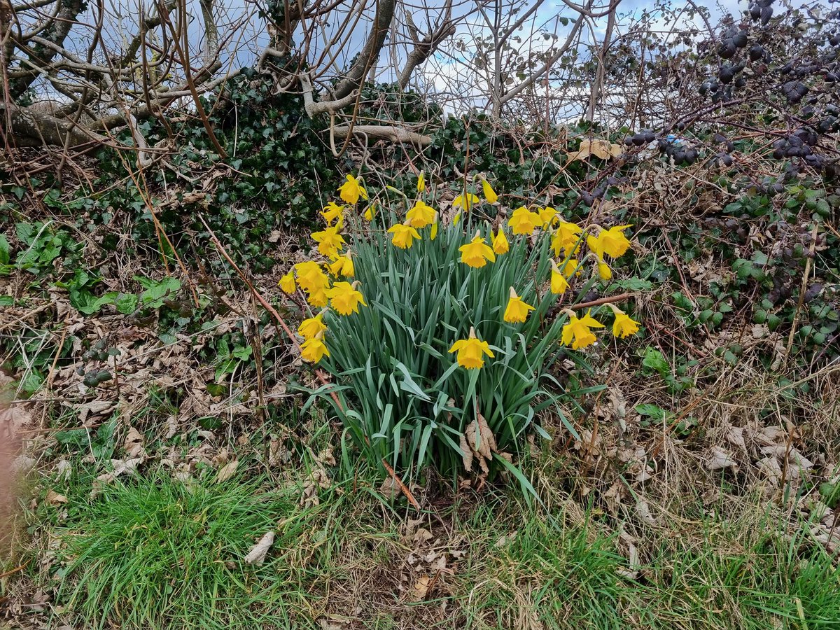 Happy St. David's Day