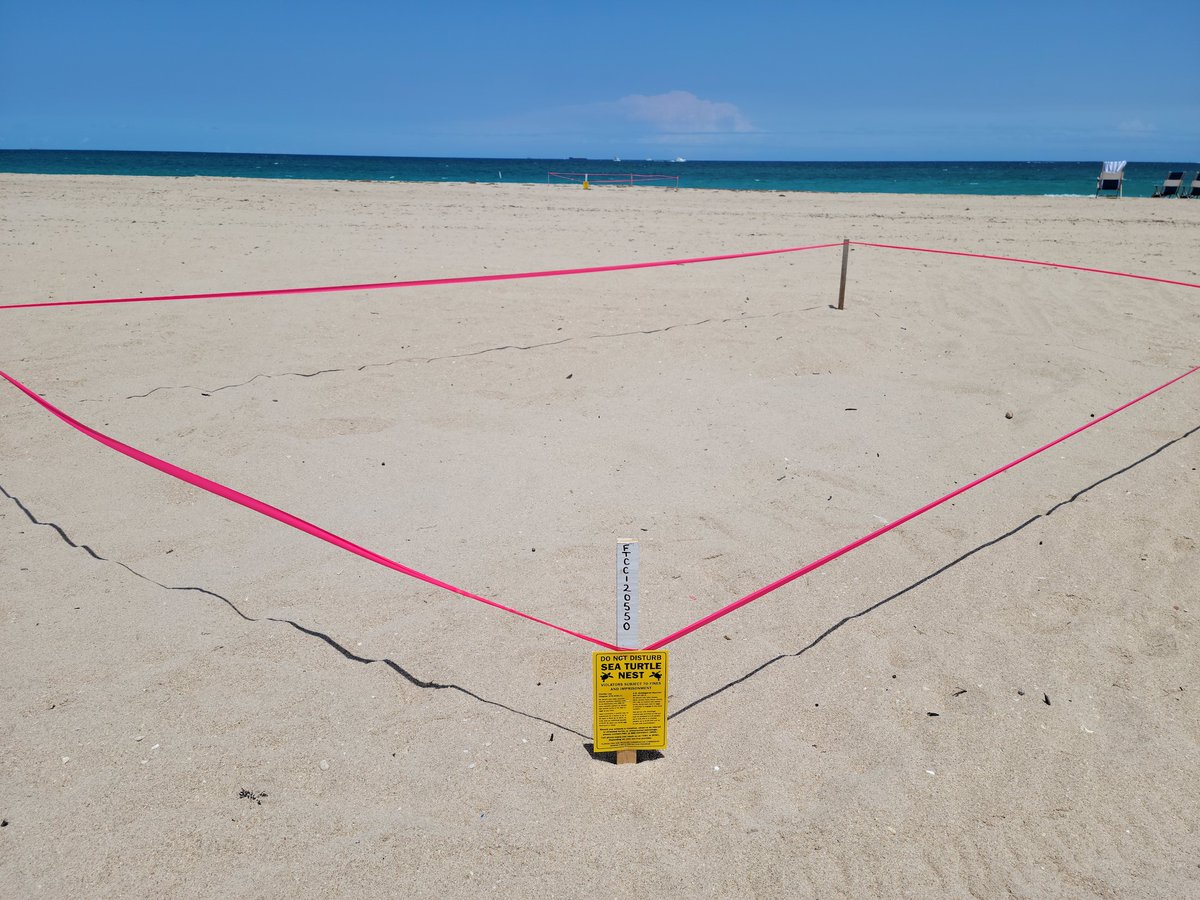 LagoMarResortFL's tweet image. The sea turtle nesting season officially begins today! Keep your eyes peeled if you’re on the beach after sundown or around dusk. Remember, if you do come across a turtle or its nest, please observe from afar. We’ll see you soon, turtles! #seaturtlenesting #fortlauderdalebeach