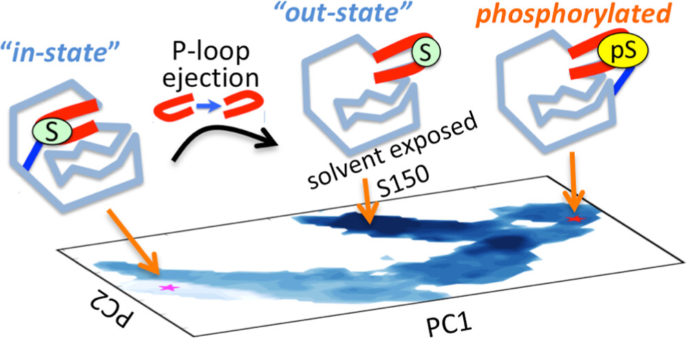 The E. coli toxin HipA is inactivated by phosphorylation, but the modified residue Ser150 is buried in the folded form. Pandey et al explore a molten globule-like intermediate that exposes Ser150, supporting an emerging model for PTMs at hidden sites.

pubs.acs.org/doi/10.1021/ac…