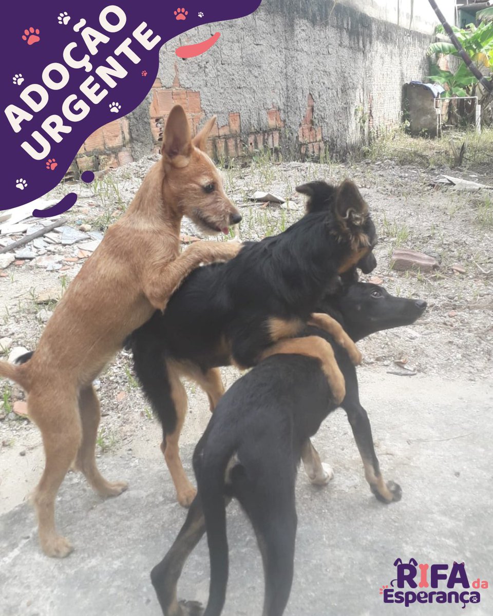 DIA DE ADOÇÃO! 🎉
Doguinhos precisando de um novo lar! 🐶❤

#rifadaesperança #rifa #rifasolidaria #sorteio #solidariedade #cachorro #gato #pet #animais #amor #cuidadoanimal #doação #adocao #gratidao