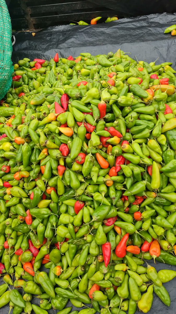 hijadelsinu's tweet photo. En el mercadito del sur encontré el ají que necesitaba para el chocho. 
#CompremosLocal https://t.co/Thjxy27E6Z