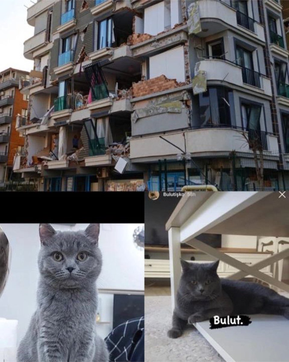 haysevder's tweet photo. KURTARILMAYI BEKLİYORLAR 🆘Hiç kimse gitmemiş
Saraykent mah. 360sk. akkent royal sitesi A blok kat 4 no: 16 .Merdivenler kır��k.Mama ve suları yok. Birinin adı bulut diğerinin adı chivas. Yangın merdiveni ve otoparktan girilebilirmiş 
☎️ 0531 790 02 54
@haydarozkan06 https://t.co/tChd6DL5tB