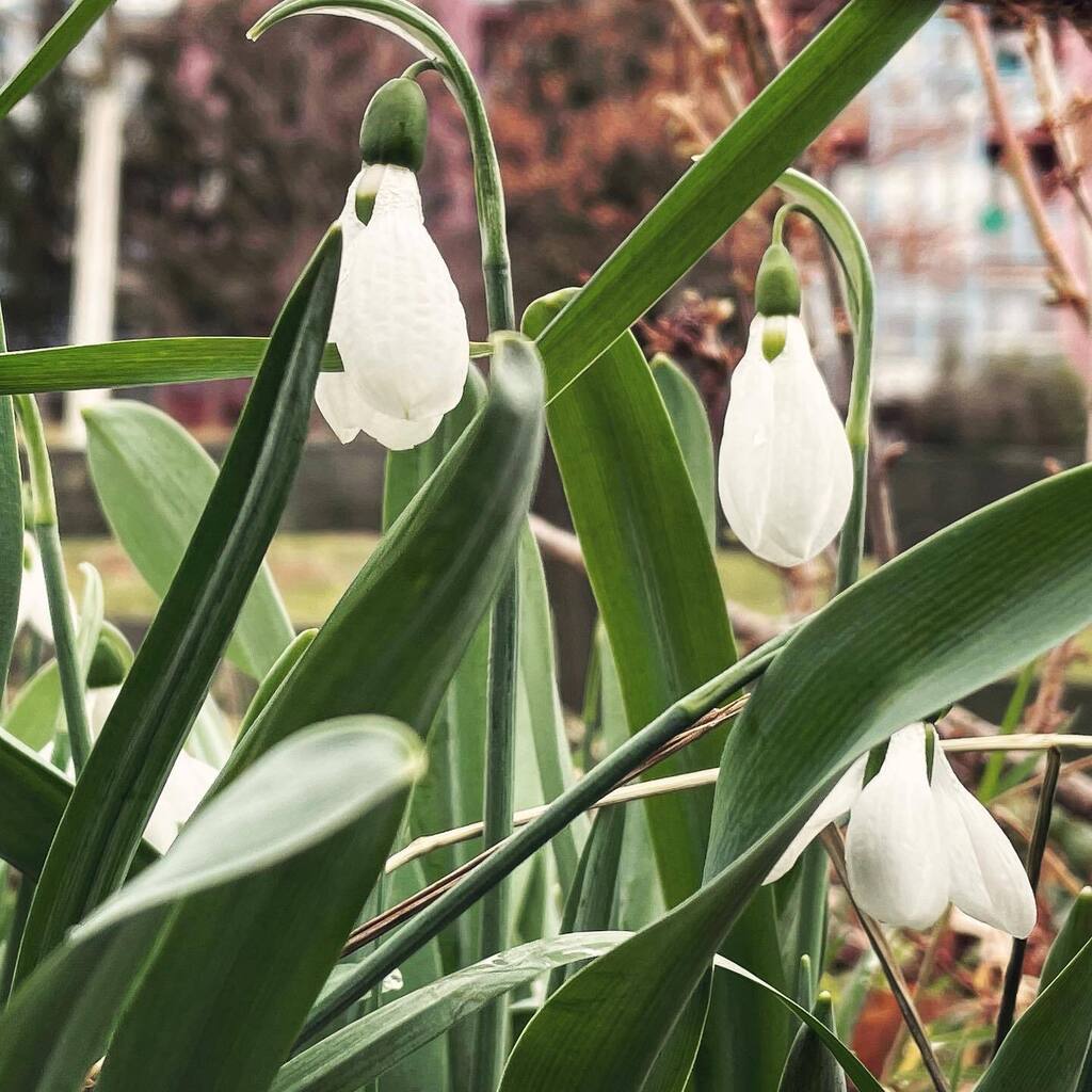 wonderczech's tweet photo. Meanwhile in Prague #nature #spring #flowers #prague #czechia #iphone12pro https://t.co/nojsqW30TB https://t.co/JvED3wTQXN