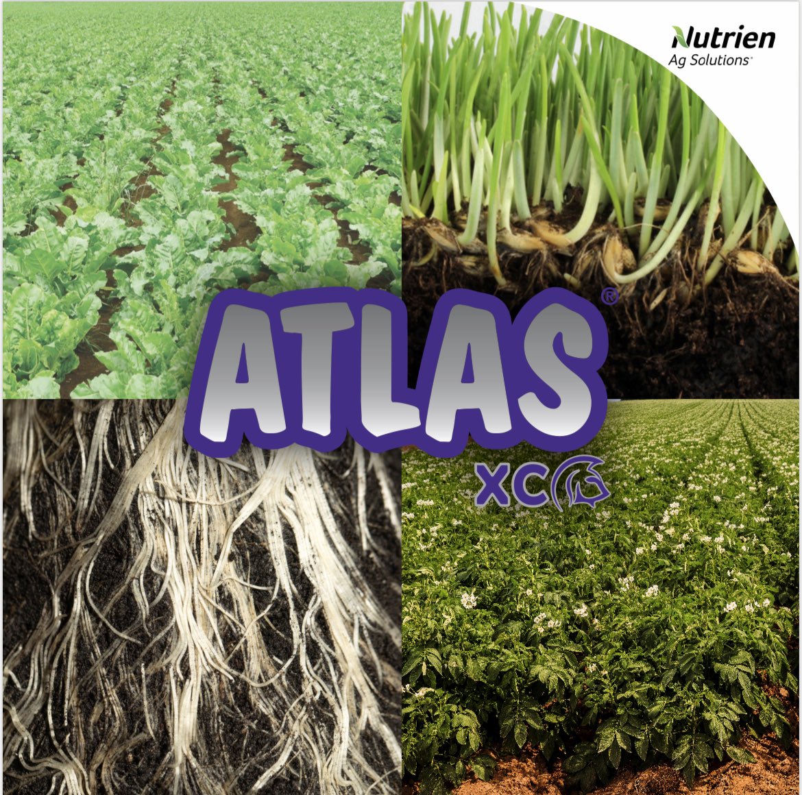 Fall yields come from good spring starts. 

#AtlasXC ensures phosphorus is available for your crop from start to finish.

Yield matters. Plant Available Phosphorous  drives maturity to make sure your yield is in the bin. Talk to your local retail ahead of #plant23! #westcdnag