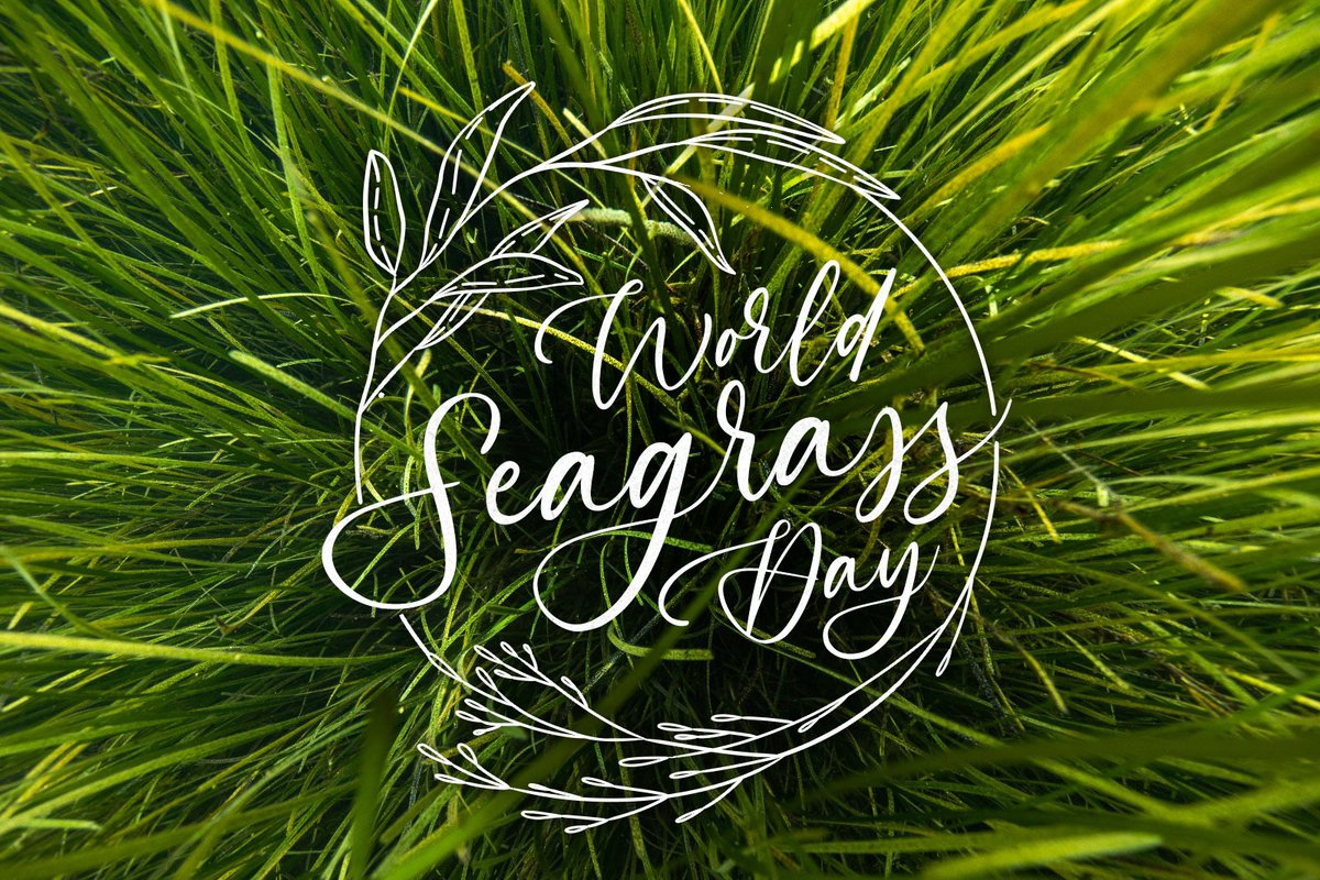 Happy #WorldSeagrassDay! Seagrasses worldwide are champions of #biodiversity and #bluecarbon storage, protect our coasts, improve water quality and provide essential habitat for many species important to fisheries. Let's show some love for these underwater treasures!